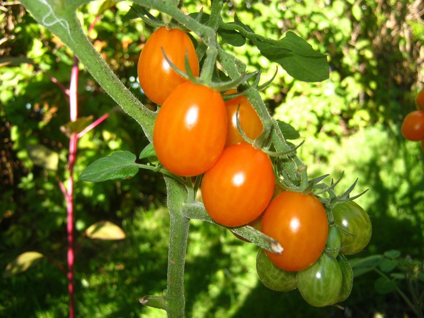 Wonderfful orange grape tomatoes with very nice, sweet and fruity taste. 