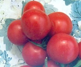 Tomatoes S to Z - Solana Seeds
