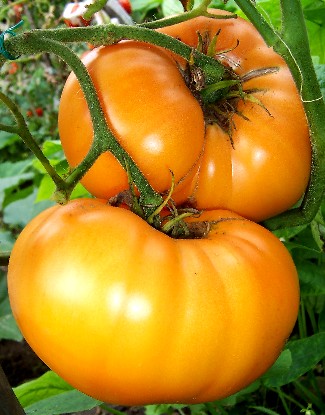 Tomatoes S to Z - Solana Seeds